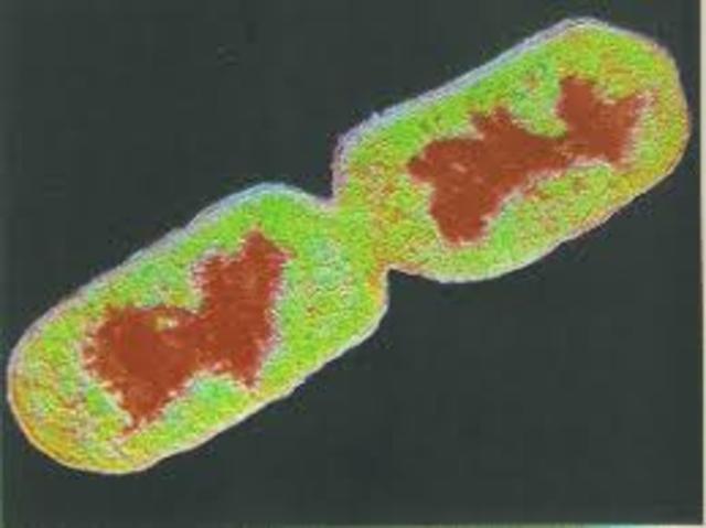 Las bacterias pueden tener cromosomas lineales