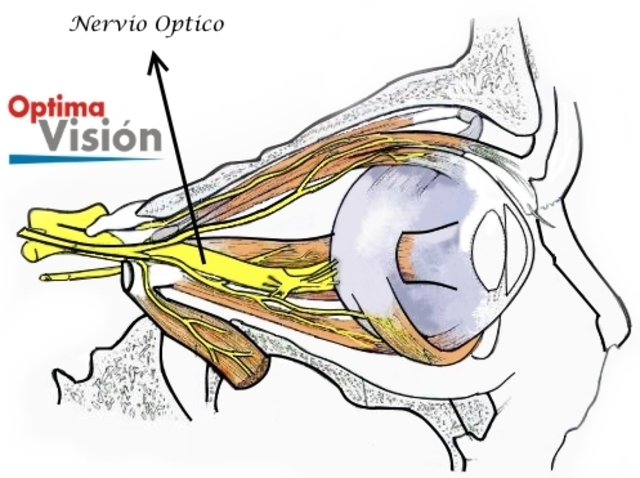 6 semana Desarrollo del Nervio Optico