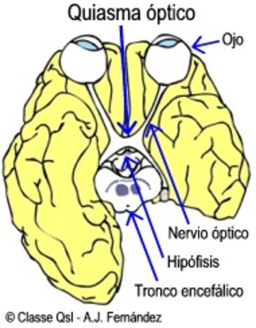 7 semana  Quiasma Optico