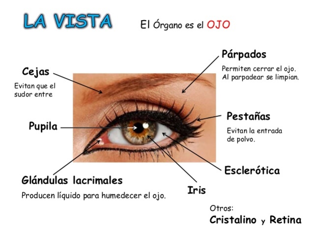 Anexos oculares