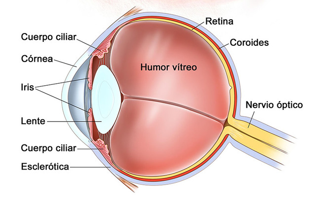 9o mes de gestación ( 36-40 semanas)