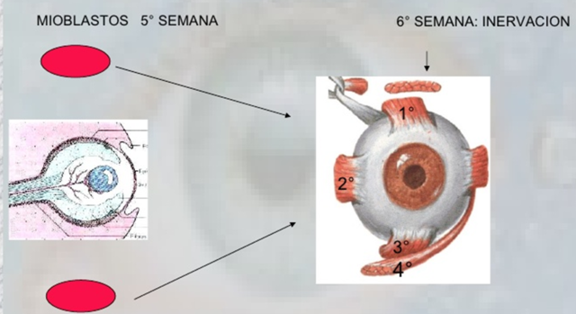 DESARROLLO DE LA MUSCULATURA EXTRÍNSECA