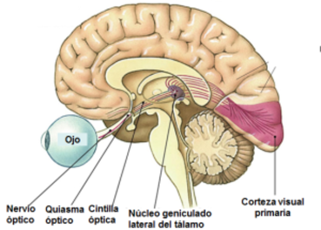 12 semana desarrollo del nervio optico