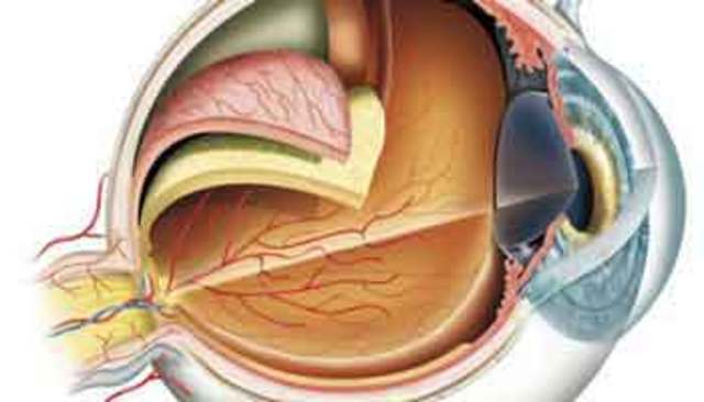 13 semanas  Estadio II o de diferenciación en capas transitorias