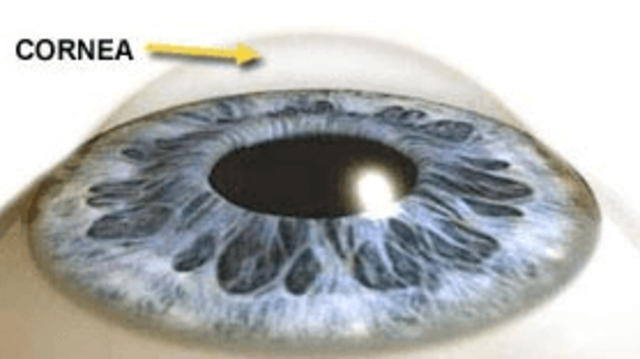 9 mes desarroll0 de la cornea