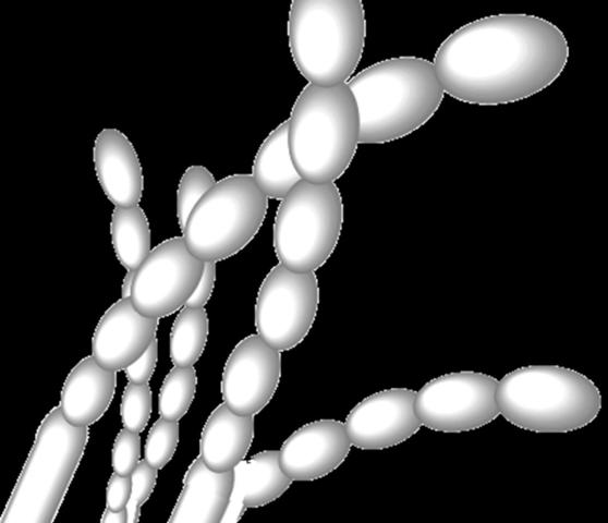 Albert Schatz aísla la estreptomicina de un cultivo de Streptomyces griseus.