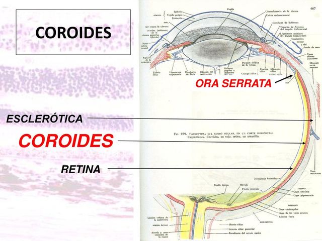 Formación de la Coroides y esclerotica.Finales de 5 SDG