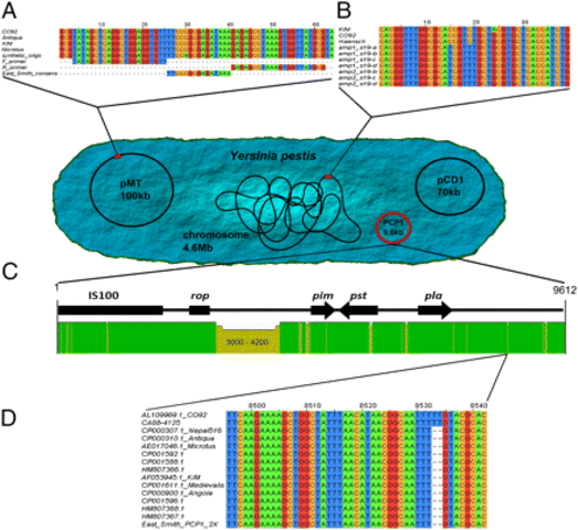 Vibrio Cholerae