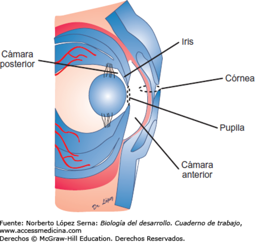 DESARROLLO DE LAS CÁMARAS ACUOSAS