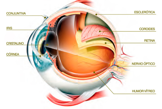 Cuerpo vitreo y humor vitreo