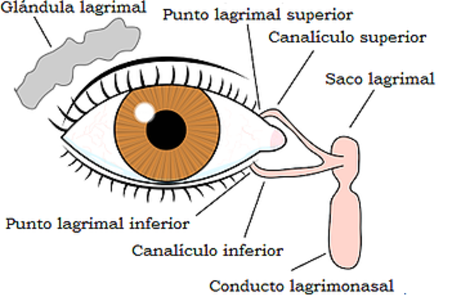 DESARROLLO DE GLÁNDULAS LACRIMALES