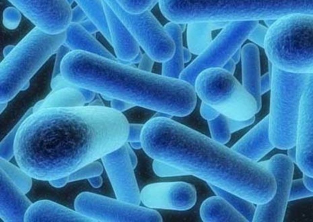 Legionella Pneumophila