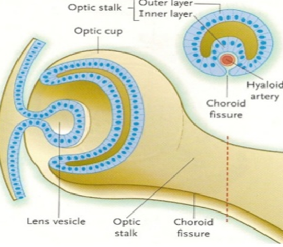 Día 28 de la gestación