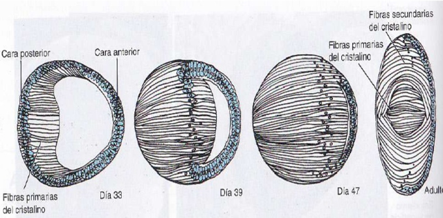 Séptima semana de gestación