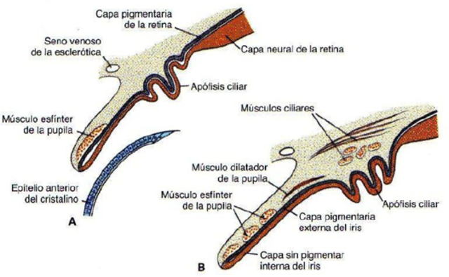 Tercer mes de gestación
