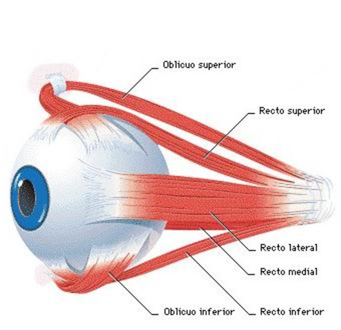 Cuarto mes de gestación