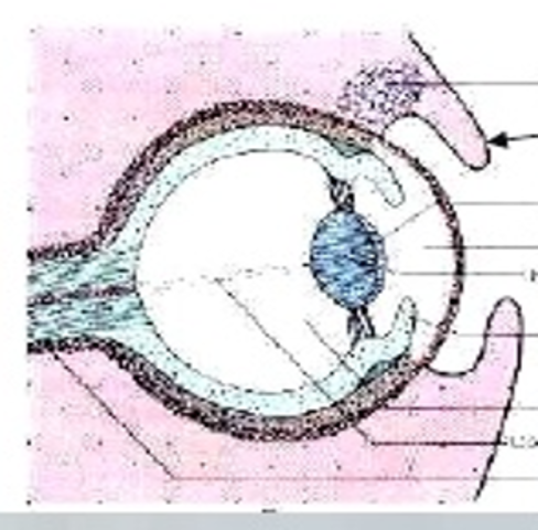 Quinto mes de gestación