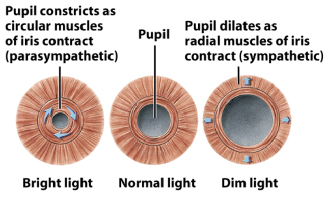 Sexto mes de gestación