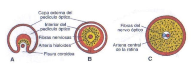 Séptimo mes de gestación