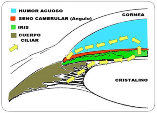 Octavo mes de gestación
