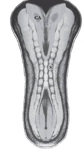 Desarrollo del  campo o área ocular y surco óptico