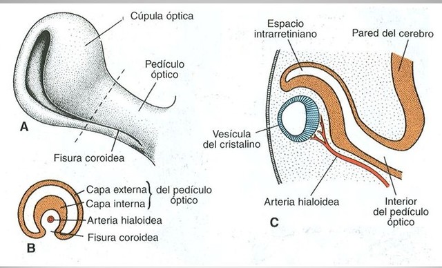 Desarrollo de la retina