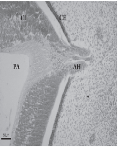 Desarrollo del nervio optico