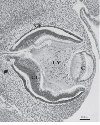 Desarrollo del cristalino