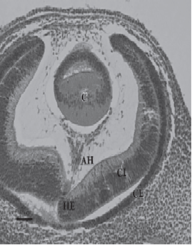 Desarrollo del cristalino