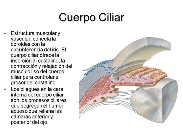 CUERPO CILIAR