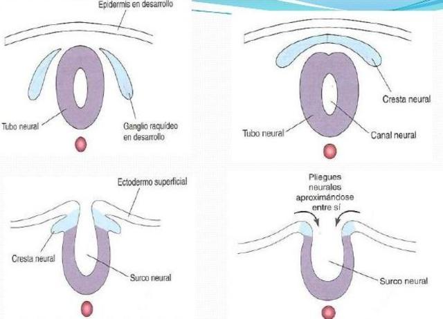 SEMANA 2-3 Placa embrionaria