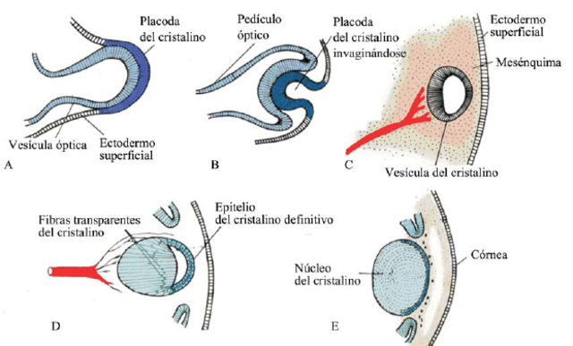 SEMANA 6. Vesícula Optica