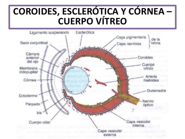 Séptima semana de Gestación