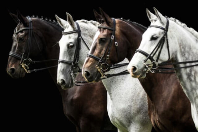 EL PRIMER VETERINARIO