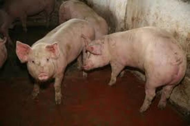 ERRADICACIÓN DE LA FIEBRE AFTOSA