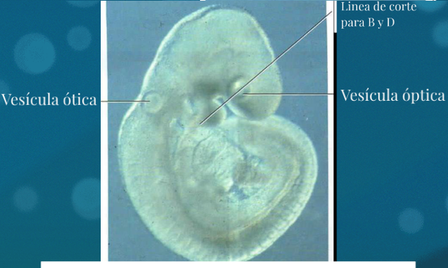 final de la 4° semana