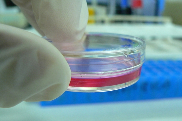 Cultivo semisintético