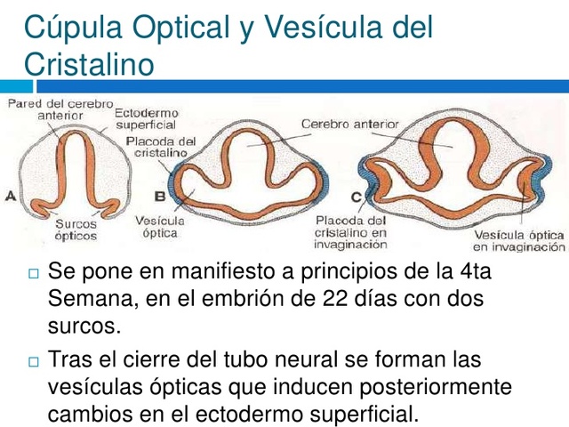 5ta semana de gestación