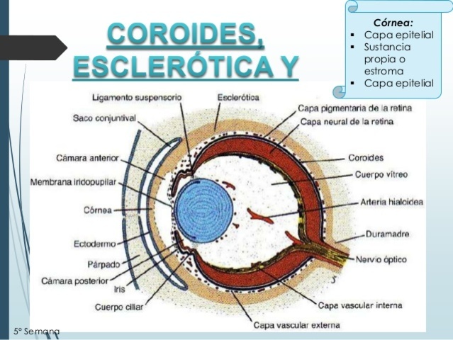 cuerpo ciliar y coroides