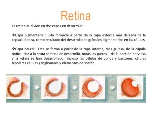 retina