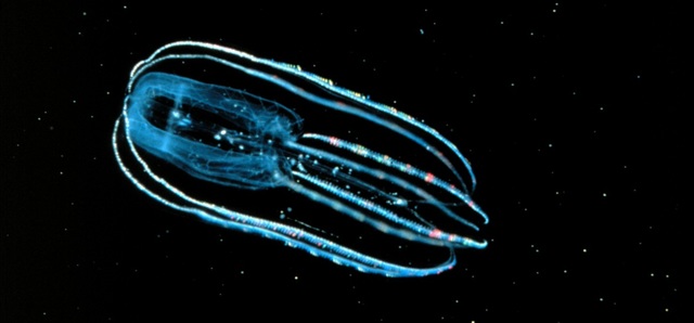 Los Primeros Sistemas Nerviosos y las Primeras Neuronas