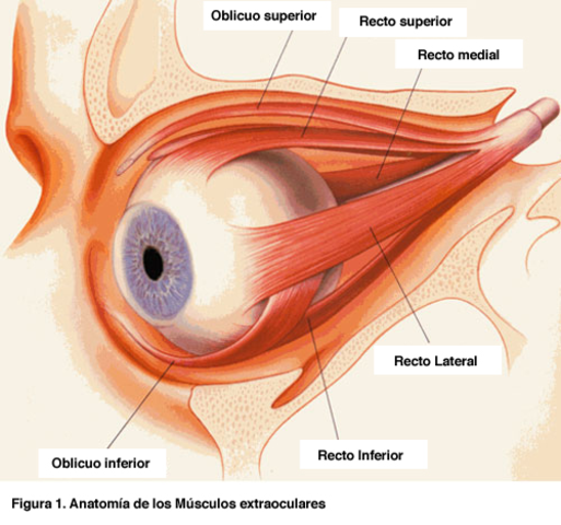 esclerótica y músculos extraolculares