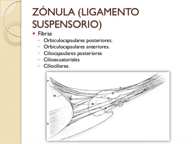 ligamento suspensorio del cristalino.