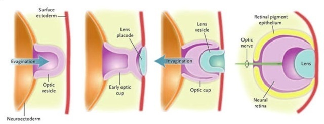 2. 5a SEMANA DE GESTACION