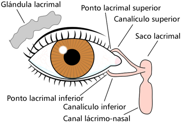 9a semana de gestación