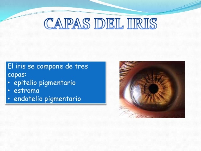 3er mes de gestación