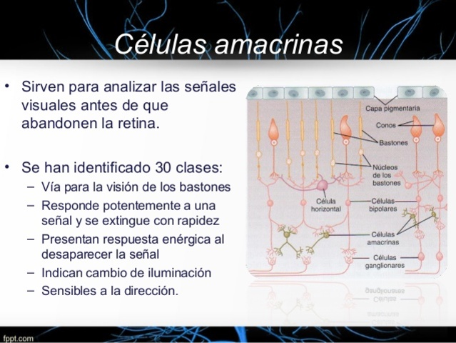 4to mes de gestación