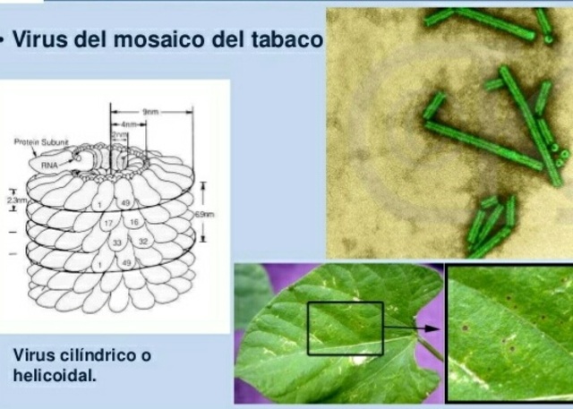 Virus Mosaico del tabaco