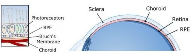 4. 7-8 SEMANA DE GESTACIÓN
