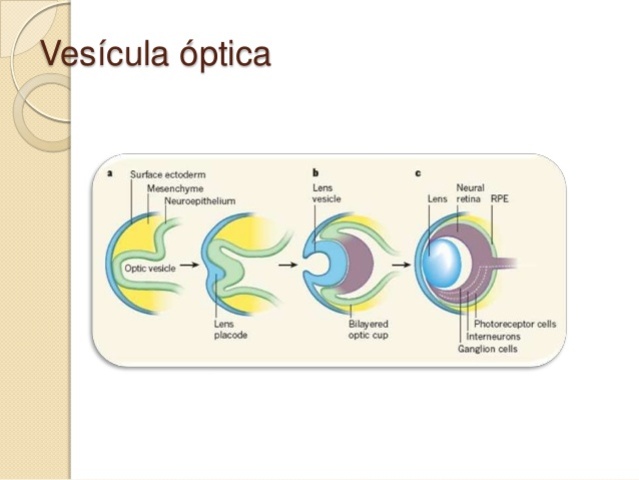 VESICULAS OPTICAS